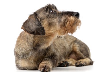 Çok güzel bir Dachshund beyaz arka plan üzerinde yalan stüdyo çekim.