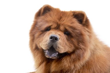 Çok güzel bir Havanese - atış, stüdyo portresi üzerine beyaz izole.