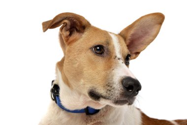 Bir çok güzel karışık doğurmak köpek - atış, stüdyo portresi üzerine beyaz izole.
