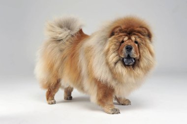 Beyaz Chow chow
