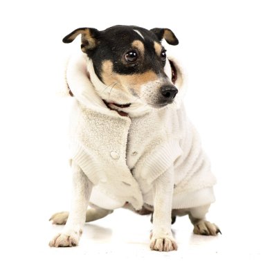 Beyaz arka plan üzerinde oturan bir giyinmiş karışık doğurmak köpek stüdyo çekim.