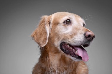 Çok güzel bir Golden retriever - gri arka plan üzerinde izole portresi.