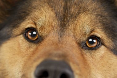 Bir çok güzel karışık doğurmak köpek, atış studio portresi