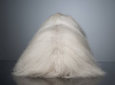 beyaz uzun saç komik köpek sırt mezun arka planda döner.