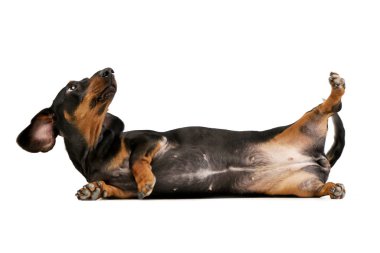 Studio shot of an adorable short haired Dachshund  playing on white background. clipart