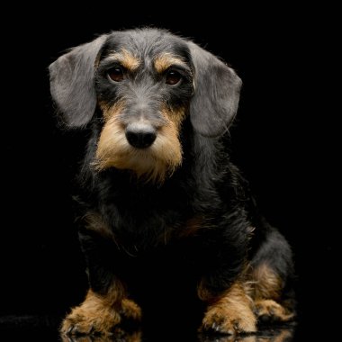 Siyah arka plan üzerine oturan sevimli bir Dachshund stüdyo çekim.