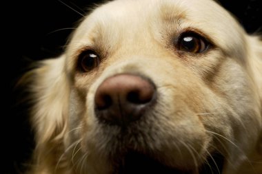 Bir çok güzel karışık doğurmak köpek, atış, stüdyo portre siyah izole.
