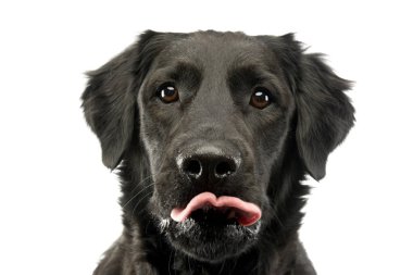 Bir çok güzel karışık doğurmak köpek, atış, stüdyo portresi üzerine beyaz izole.