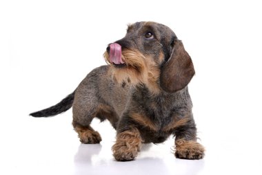 Çok güzel bir Dachshund ayakta beyaz arka plan üzerinde stüdyo çekim.