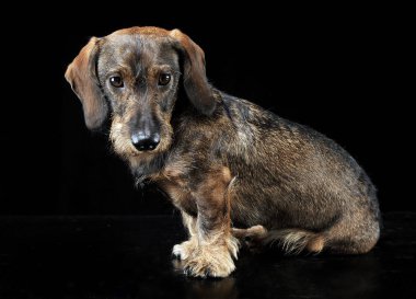 Bir siyah fotoğraf stüdyosunda oturan kablolu saç dachshund