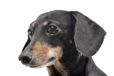 Çok güzel bir Dachshund - atış, stüdyo portresi üzerine beyaz izole.