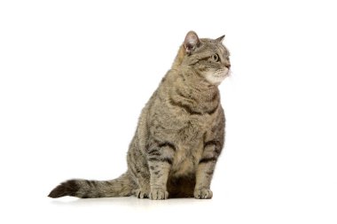 Beyaz arka plan üzerinde oturan bir sevimli tekir kedi stüdyo çekim.