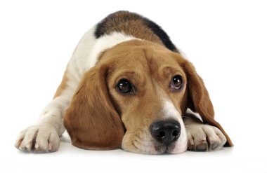 Beagle beyaz arka planda rahatlatıcı