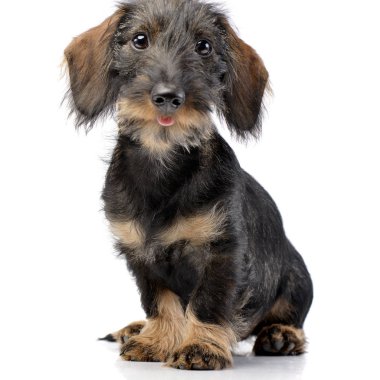 Beyaz arka plan üzerinde oturan sevimli bir Dachshund stüdyo çekim.