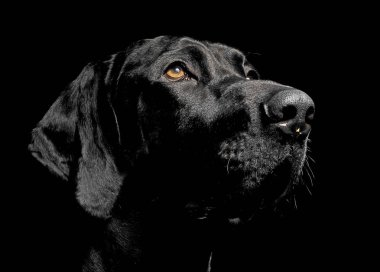 karışık doğurmak siyah köpek portre siyah arka plan