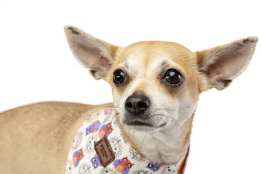 Çok güzel bir Chihuahua - atış, stüdyo portresi üzerine beyaz izole.