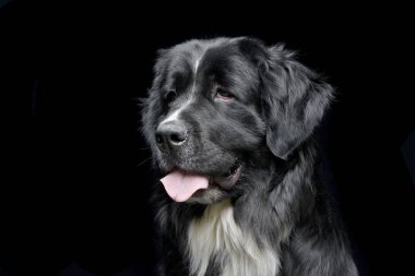 Çok güzel bir Newfoundland köpek - siyah arka plan üzerine izole portresi.
