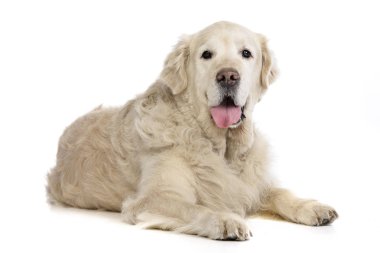 Stüdyo çekim bir sevimli Golden Retriever beyaz arka plan üzerinde yalan.