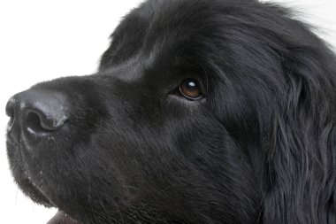 Çok güzel bir Newfoundland köpek - beyaz arka plan üzerinde izole portresi.