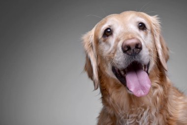 Çok güzel bir Golden retriever - gri arka plan üzerinde izole portresi.