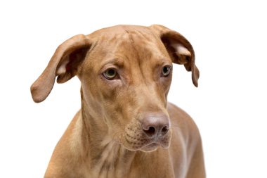 Beyaz arka plan üzerinde izole bir çok güzel karışık doğurmak köpek - portresi.