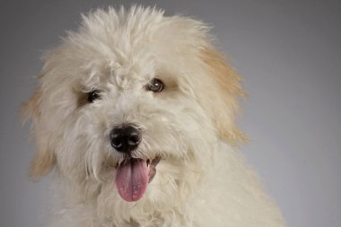 Şirin bir Tibet Terrier köpek yavrusu vurdu, stüdyo portresi gri izole.