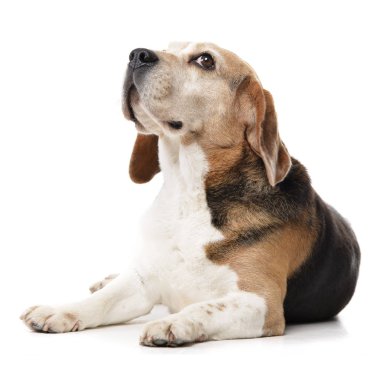 Stüdyo çekim çok güzel bir Beagle beyaz arka plan üzerinde yalan.