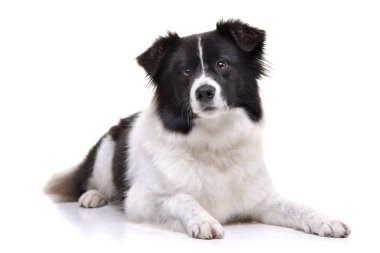 Bir çok güzel kenar kömür ocağı beyaz arka plan üzerinde yalan stüdyo çekim.