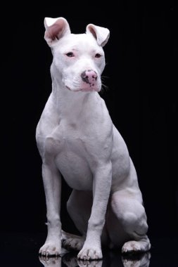 Siyah arka plan üzerine oturan bir çok güzel karışık doğurmak köpek stüdyo çekim.