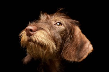 Çok güzel bir Dachshund - atış, stüdyo portre siyah izole.