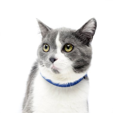 Sevimli bir kedi, atış, stüdyo portresi üzerine beyaz izole.