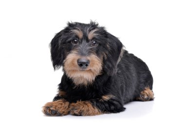 Çok güzel bir Dachshund beyaz arka plan üzerinde yalan stüdyo çekim.
