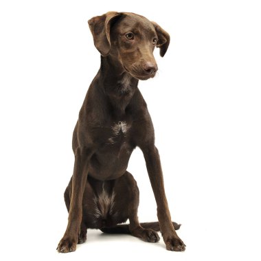 Beyaz stüdyoda oturan güzel uçan kulakları karışık doğurmak köpek