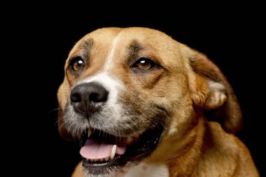 Bir çok güzel Staffordshire korkunç - atış, stüdyo portre siyah izole.