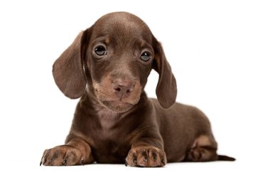 Sevimli köpek yavrusu dachshund beyaz bir stüdyoda yalan