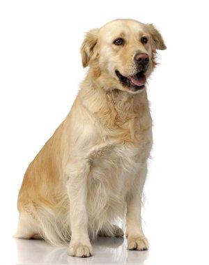 Beyaz arka plan üzerinde oturan bir çok güzel karışık doğurmak köpek stüdyo çekim.