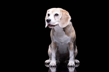 Siyah arka plan üzerine oturan bir sevimli Beagle stüdyo çekim.