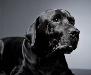 Karanlık Studio'da yalan karışık doğurmak siyah köpek