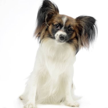 şirin papillon waching beyaz fotoğraf Studio