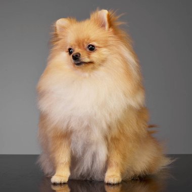 Çok güzel bir Pomeranian köpek gri arka plan üzerinde oturan stüdyo çekim.