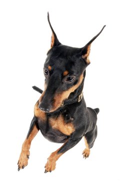 Beyaz bir stüdyoda atlamak Pinscher