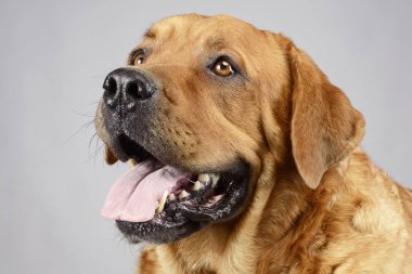 Labrador retriever portre beyaz arka plan Studio