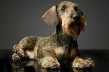 Stüdyo tabloda ararken dachshund