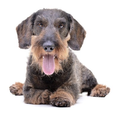 Çok güzel bir Dachshund beyaz arka plan üzerinde yalan stüdyo çekim.