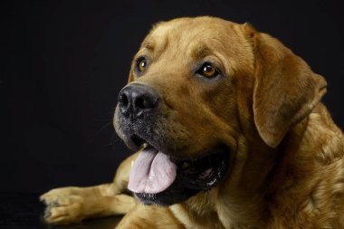 Labrador retriever portre siyah arka plan Studio