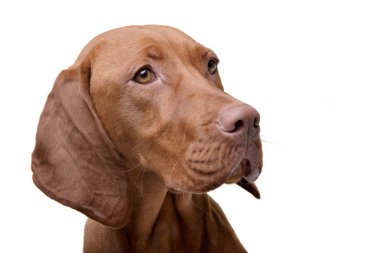 Beyaz arka plan üzerinde izole bir Macar sevimli vizsla (magyar vizsla) - portresi.