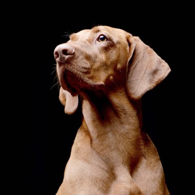 Siyah arka plan üzerine izole bir Macar sevimli vizsla (magyar vizsla) - portresi.