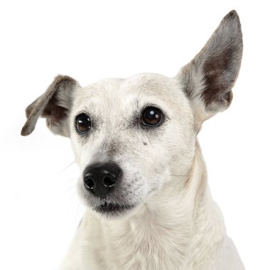komik kulakları karışık doğurmak köpek portre beyaz Studio