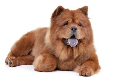 Beyaz arka plan üzerinde yalan bir sevimli Havanese stüdyo çekim.