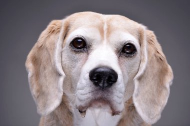 Çok güzel bir beagle - gri arka plan üzerinde izole portresi.